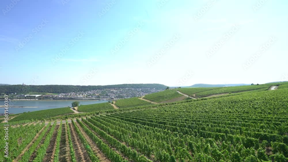 Rüdesheim vineyards view over the rhine river Rüdesheim vineyards view over the rhine river