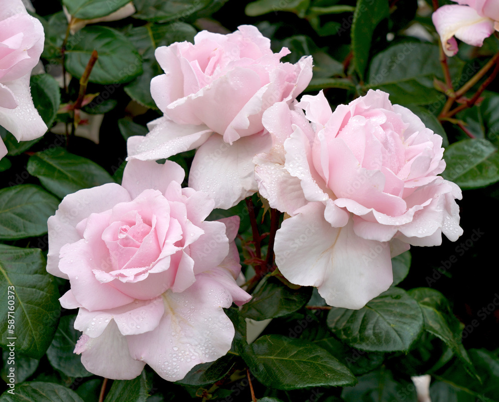 Rosa 'First Crush' (Kormaccap). A pink floribunda rose bred by Kordes Roses. Part of the Parfuma Collection. Rosa 'First Crush' (Kormaccap). A pink floribunda rose bred by Kordes Roses. Part of the Parfuma Collection.
