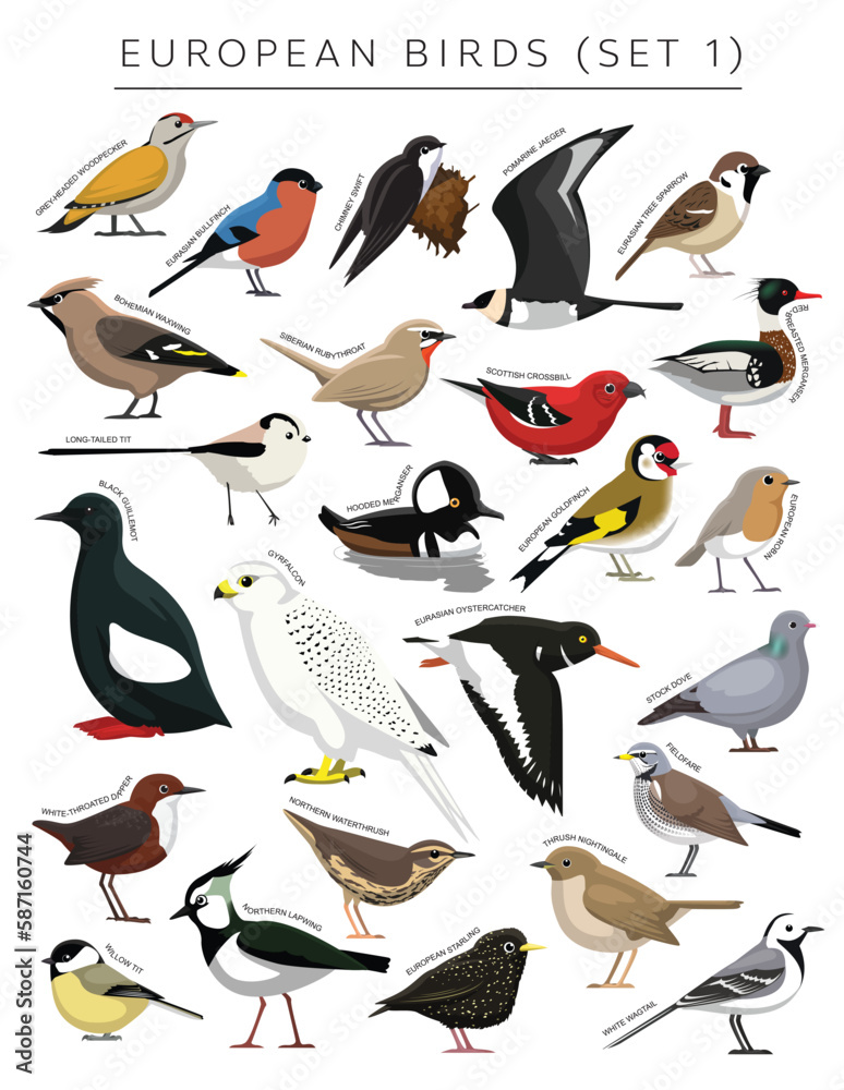 European Birds Set Cartoon Vector Character 1 European Birds Set Cartoon Vector Character 1