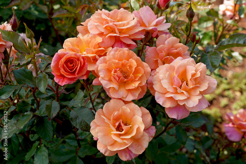 Rosa 'Lambada' (Korapfhecki).  A modern shrub rose bred by Kordes Roses. Also known as 'Mango Tango'.