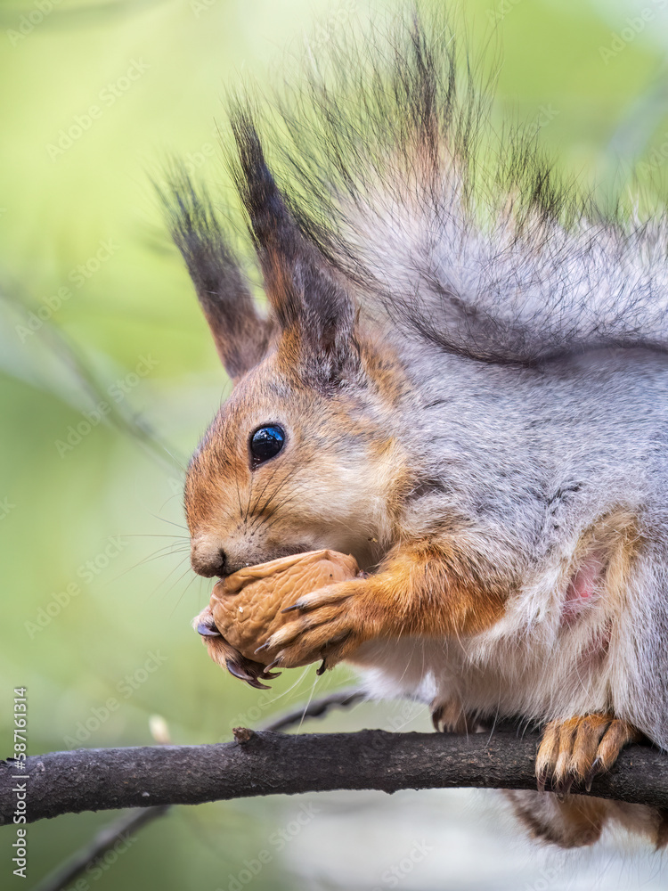The squirrel with nut sits on a branches in the spring or summer.