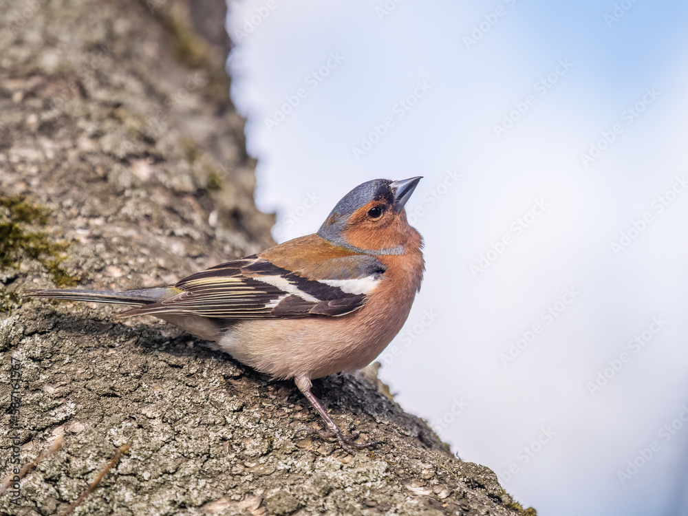 Common chaffinch, Fringilla coelebs, sits on a tree. Common chaffinch in wildlife. Common chaffinch, Fringilla coelebs, sits on a tree. Common chaffinch in wildlife.