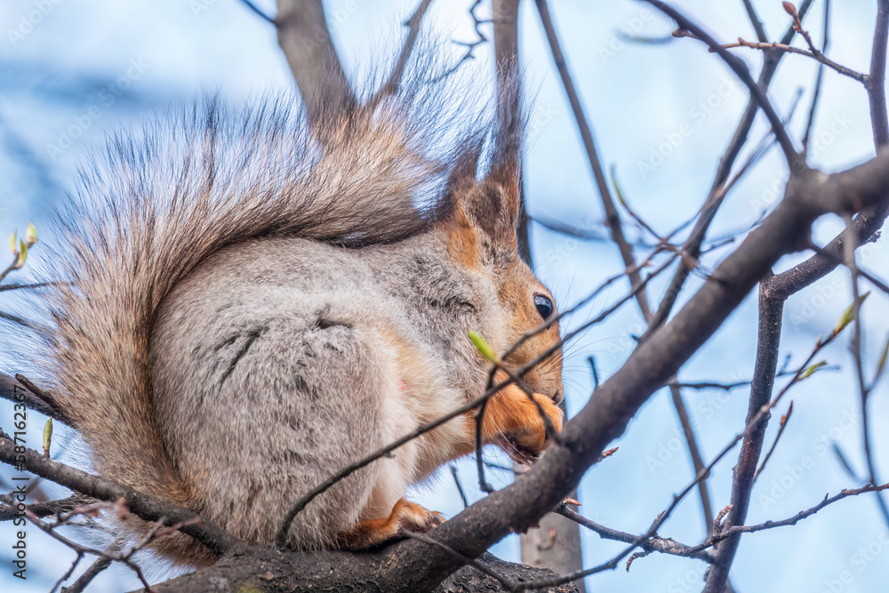 Fototapeta premium The squirrel with nut sits on a branches in the spring or summer.