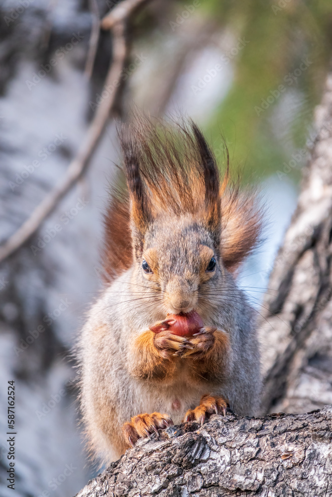 The squirrel with nut sits on a branches in the spring or summer. The squirrel with nut sits on a branches in the spring or summer.