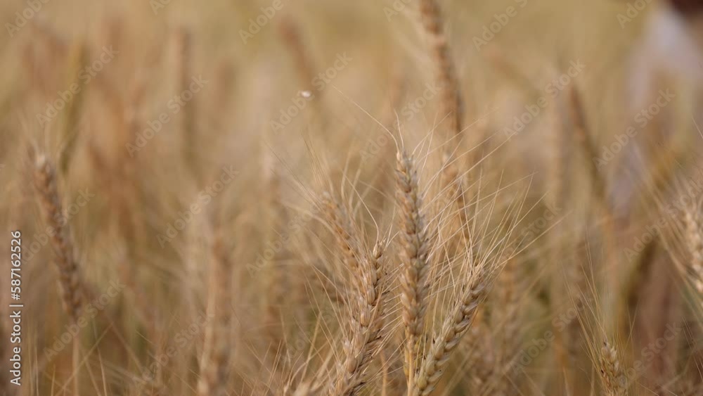 golden wheat field, golden wheat field,