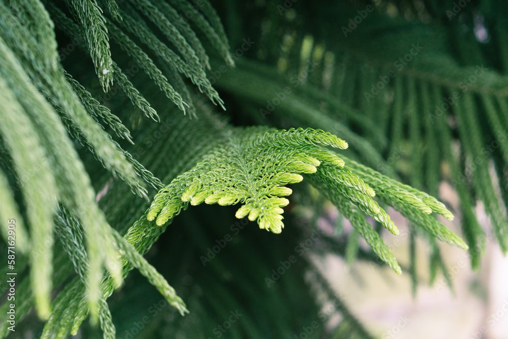 Rain drop on close up pine leaf.Norfolk Island pine (Araucaria heterophylla) green leaves background. It's also known as star pine, triangle tree or living Christmas tree, shallow dept of field. Rain drop on close up pine leaf.Norfolk Island pine (Araucaria heterophylla) green leaves background. It's also known as star pine, triangle tree or living Christmas tree, shallow dept of field.