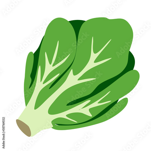 Bright green lettuce