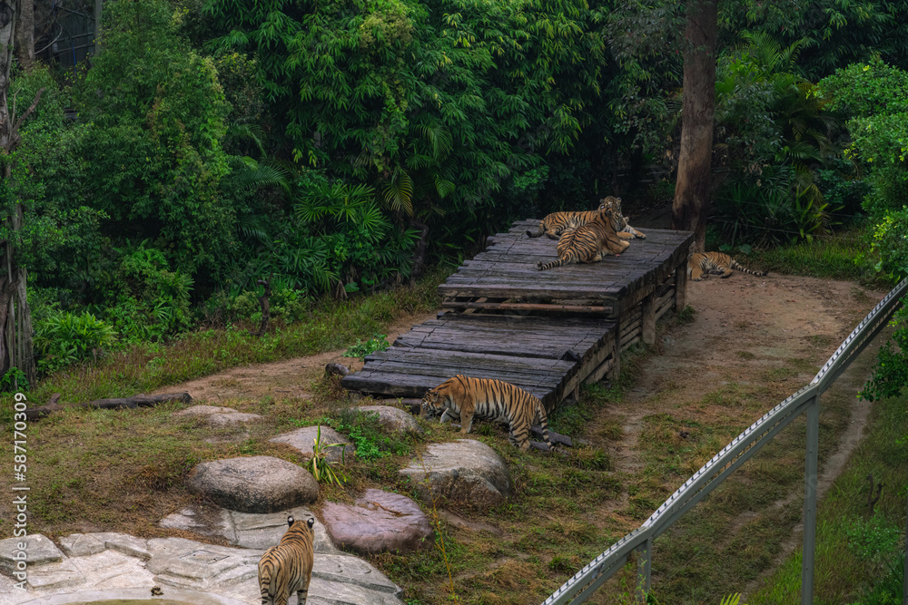 Tigers in the safari park from above Tigers in the safari park from above
