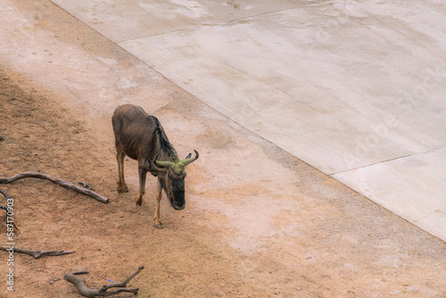 Aerial of the lonely wildebeest walking along the road, drone photo