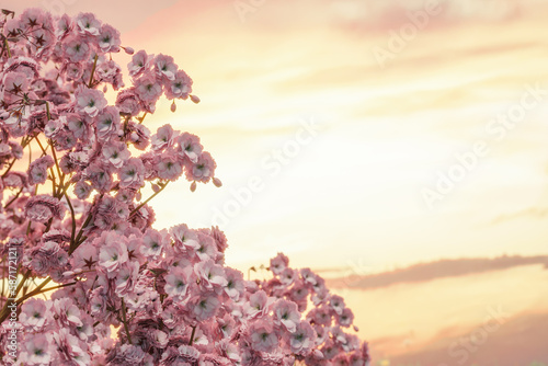 3D rendering of japanese cherry blossom in the evening sunlight. Selective focus © Brilliant Eye