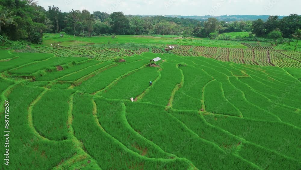 Low-flying video of an Asian farmer in the middle of a rice field transplanting seedlings. farmers planting rice during the rainy season. Low-flying video of an Asian farmer in the middle of a rice field transplanting seedlings. farmers planting rice during the rainy season.