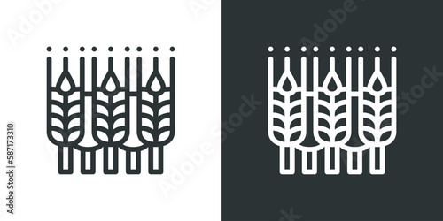 Ears of wheat. Ears of rye. Wheat grain icon.