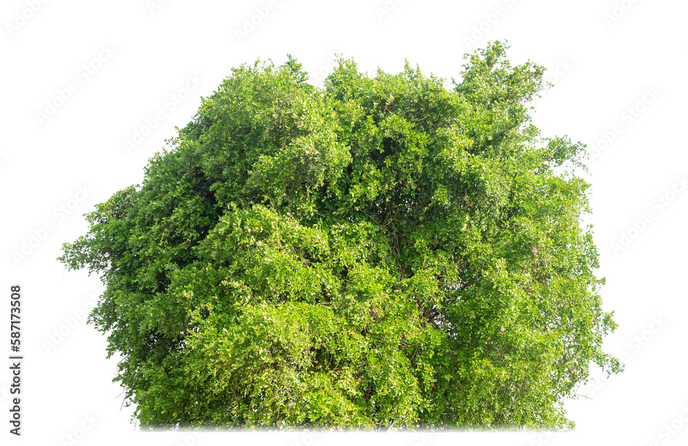 Fototapeta premium Shrubs isolated on transparent background with clipping path and alpha channel.