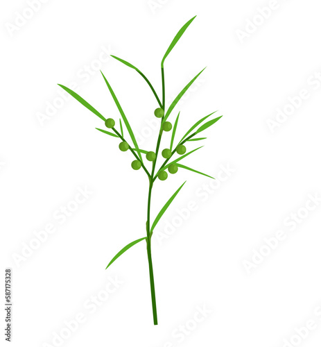 vector illustration of Asparagus racemosus (Shatavari); Young fruit is green on a white background