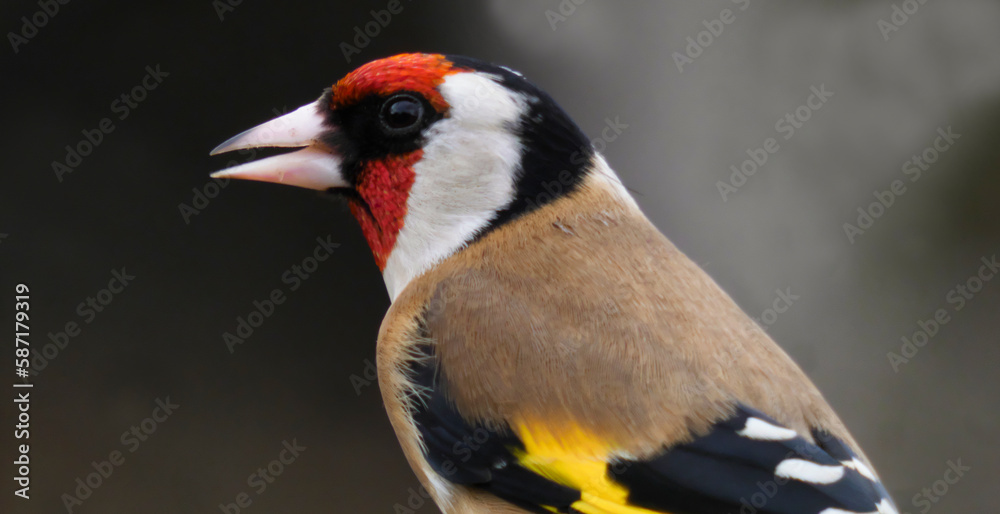 Naklejka premium goldfinch