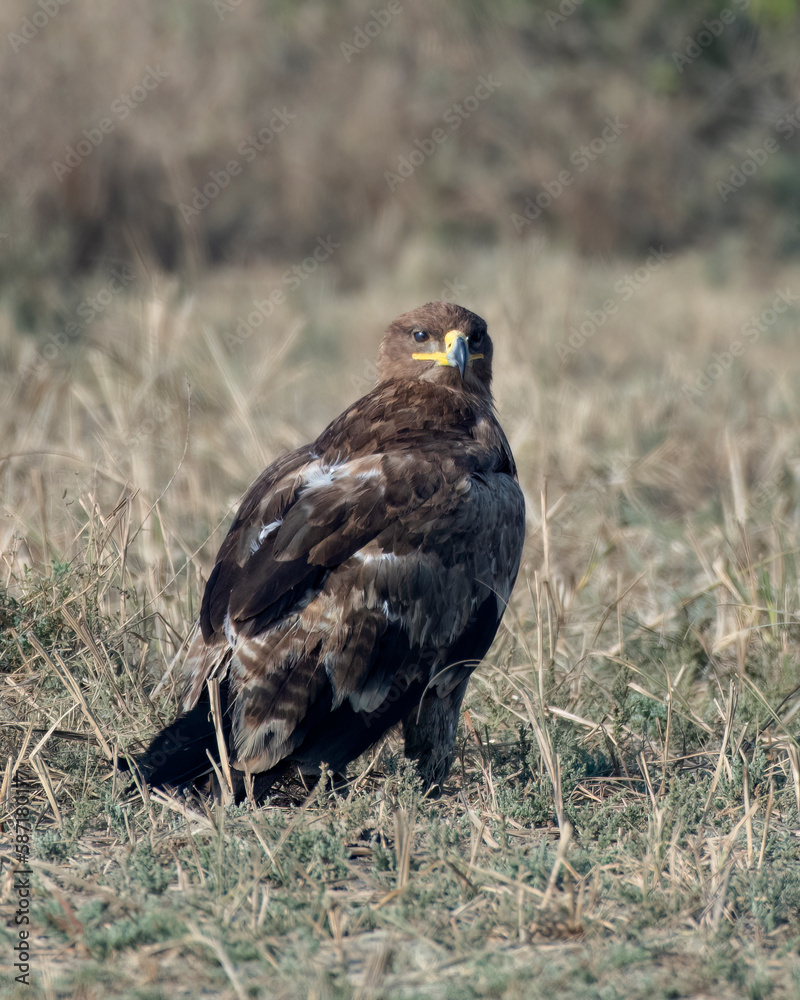 Steppe eagle or Aquila nipalensis observed in Greater Rann of Kutch in Gujarat Steppe eagle or Aquila nipalensis observed in Greater Rann of Kutch in Gujarat
