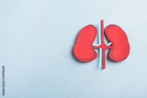 Human kidneys decorative model on pastel blue background. Chronic kidney disease, kidney stones, Nephrology concept. Top view, copy space