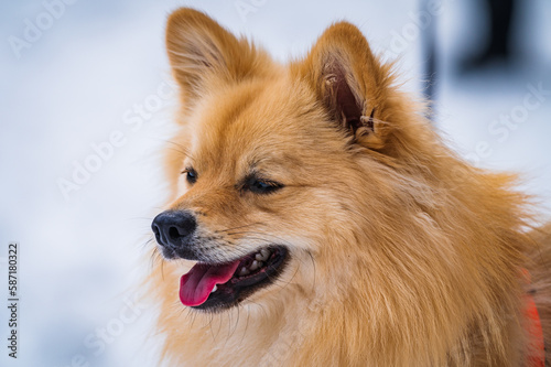 Winter Dog © VasilAndreev Photo