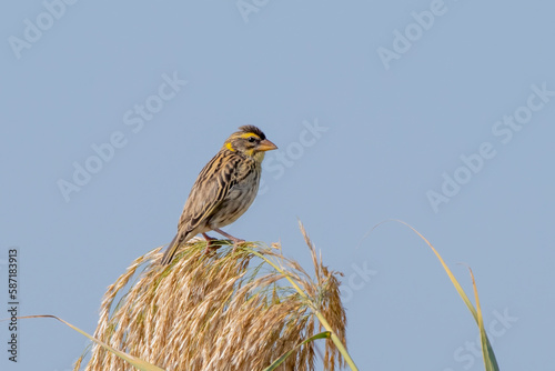 Streaked weaver or Ploceus manyar observed in Greater Rann of Kutch in Gujarat