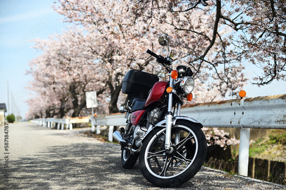 Obraz premium バイクと桜