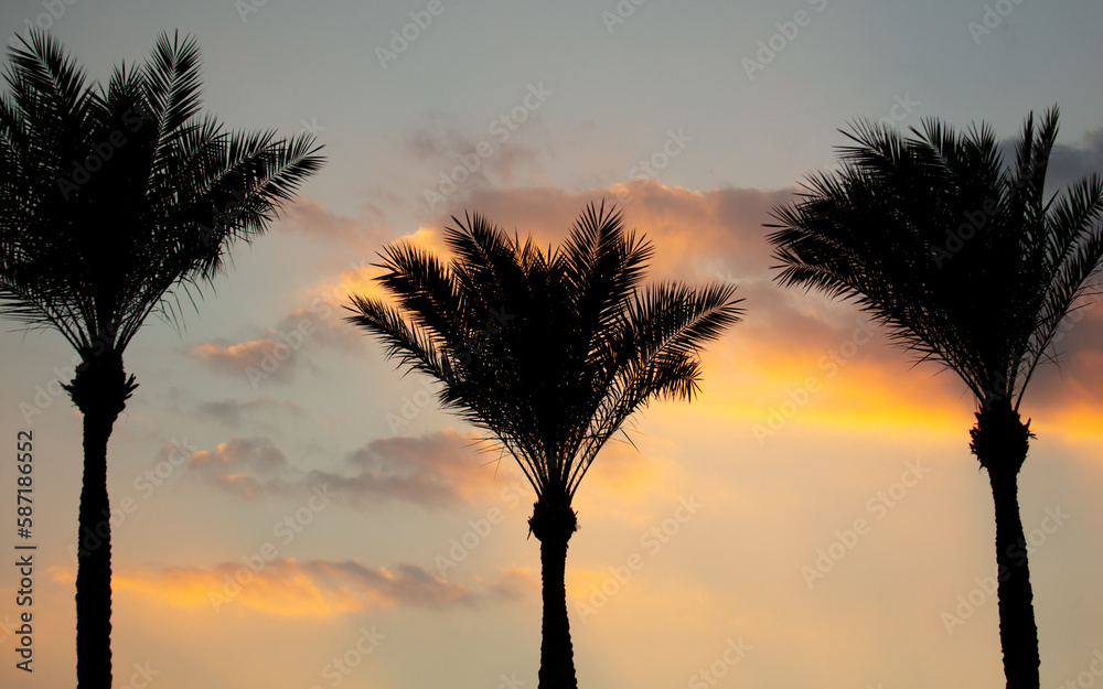 Fototapeta premium Black silhouettes of palm trees on the background of the sunset.