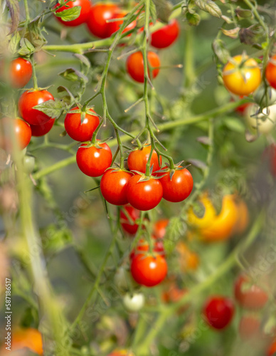 Ripe cherry tomatoes on a plant in the vegetable garden