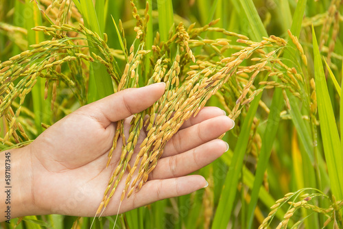 Agriculture women hand tenderly touching a young rice in the paddy field.