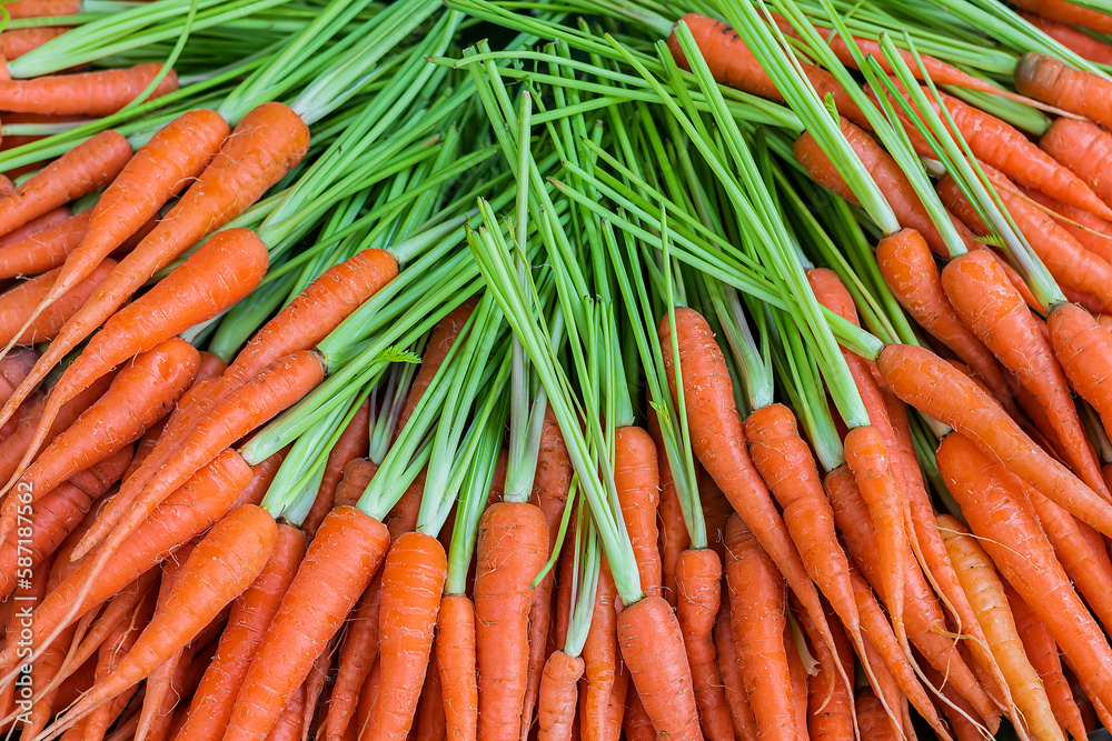 Freshly carrots in organic vegetable garden. Freshly carrots in organic vegetable garden.