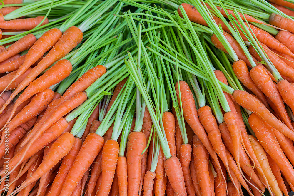 Freshly carrots in organic vegetable garden. Freshly carrots in organic vegetable garden.