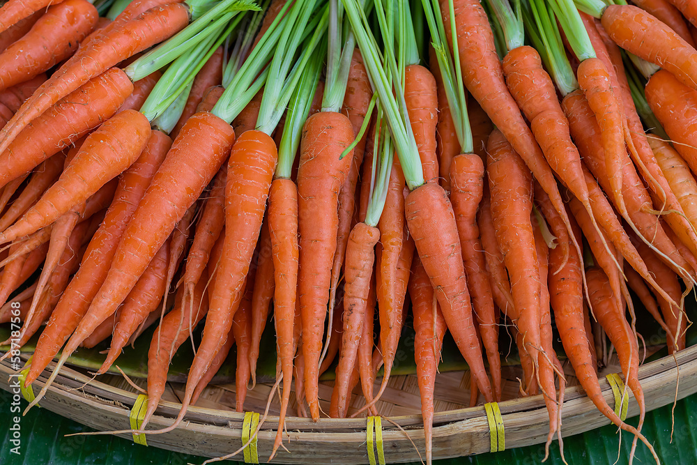 Freshly carrots in organic vegetable garden.
