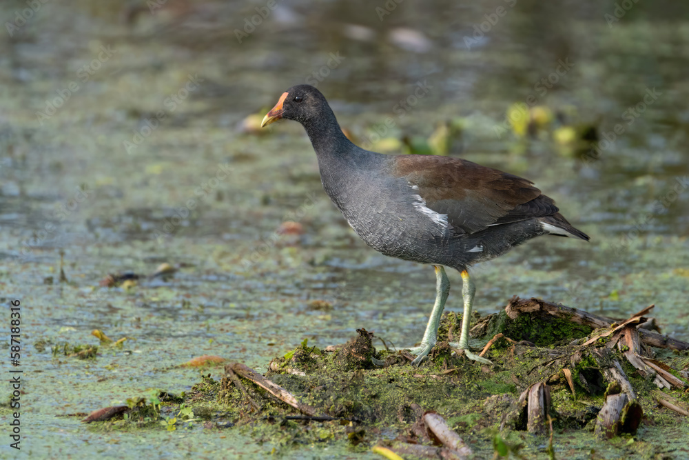 A Common Gallinule Perched on an Island A Common Gallinule Perched on an Island
