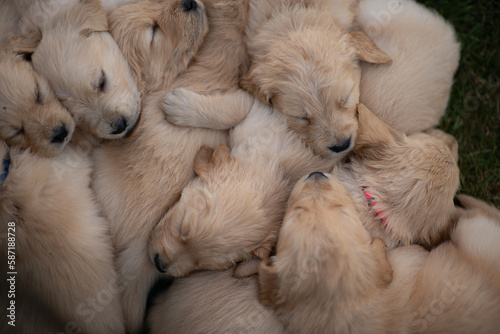 golden retriever puppies snuggling together, from above photo