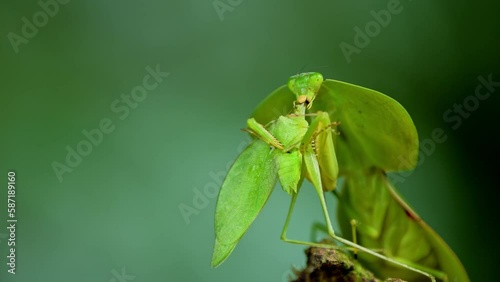 Green Shield Mantis (Choeradodis rhombicollis) eating a bug. photo