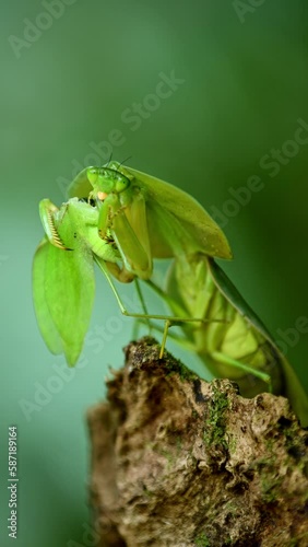 Green Shield Mantis (Choeradodis rhombicollis) eating a bug. photo