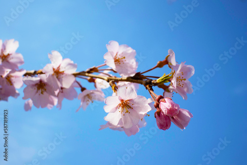 青い空と咲いている桜　その3