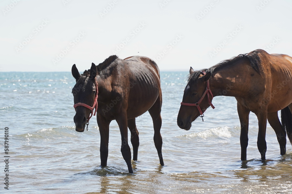 Horses walk on the beach along the shore. Horses walk on the beach along the shore.