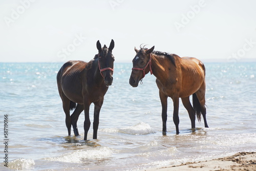 Horses walk on the beach along the shore.