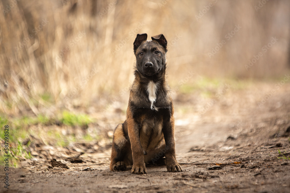 Fototapeta premium Belgian Shepherd Malinois puppy