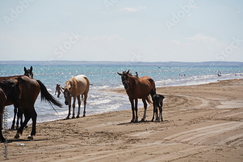 Horses and stallions walk on the beach.
