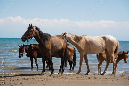 Horses and stallions walk on the beach. © Vladimir