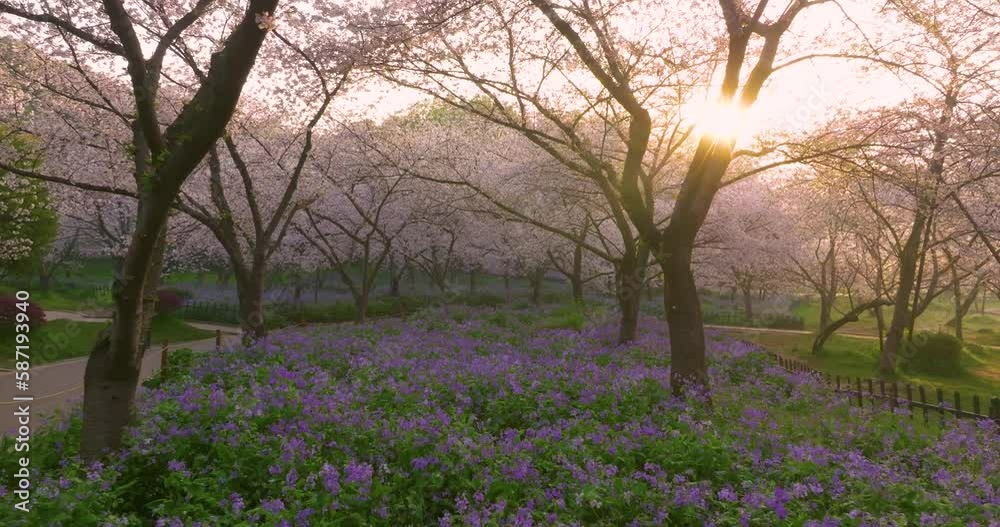 Wuhan East Lake Mountain Cherry blossom Garden Spring Scenery Wuhan East Lake Mountain Cherry blossom Garden Spring Scenery