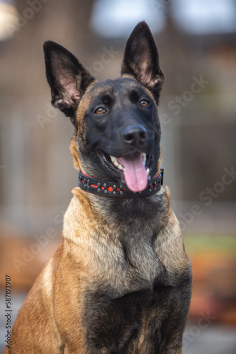 Belgian Shepherd puppy in a collar