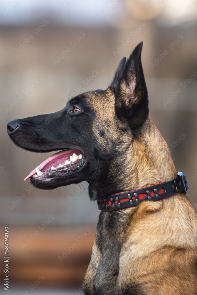 Belgian Shepherd puppy in a collar Belgian Shepherd puppy in a collar