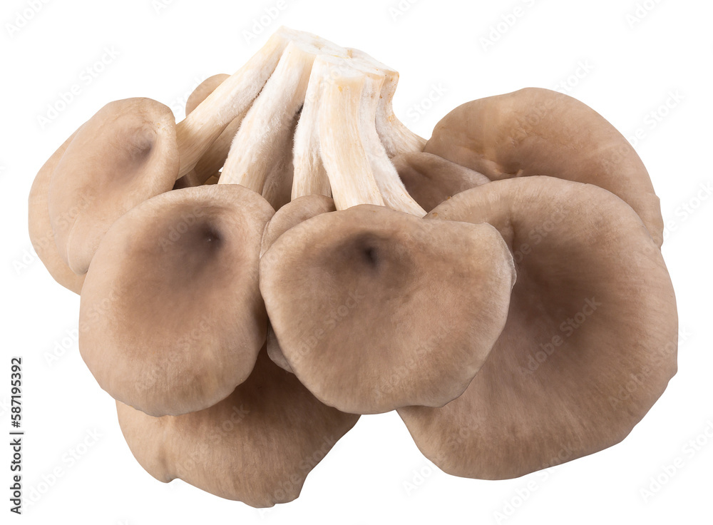 Fototapeta premium Oyster mushrooms for cooking isolated over white background