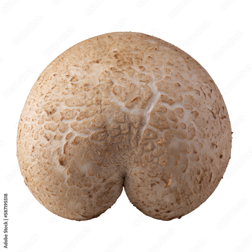 Fototapeta premium Shiitake mushrooms isolated on the white background