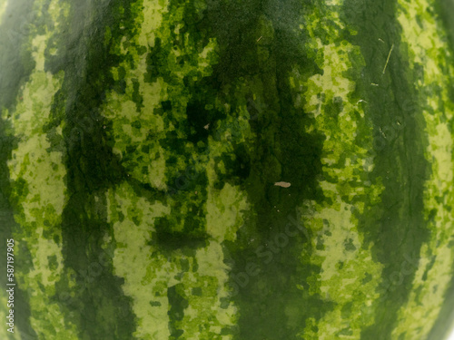 Background from the peel of watermelon. Texture of watermelon peel. Close-up.