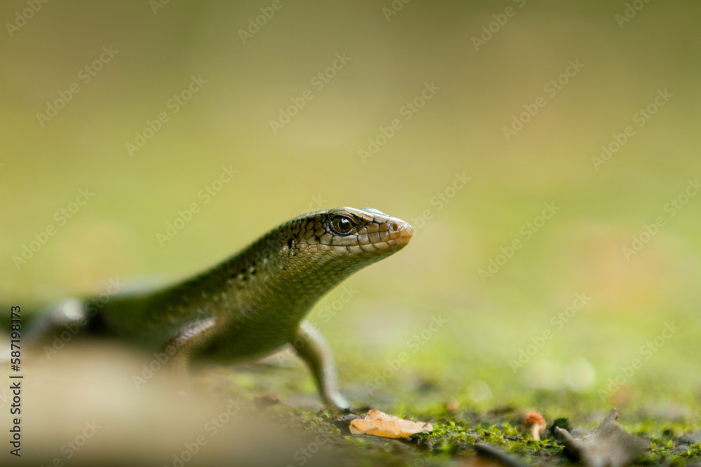 An East Indian Brown Skink (Eutropis multifasciata), looking 
some food 