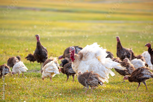 Turkeys walk on the grass in a green meadow in a pasture. Animal husbandry and agriculture in the mountains. Handsome male turkey close-up. photo