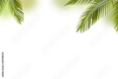 green palm tree leaves isolated on white background