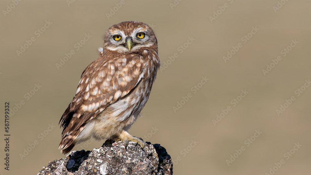 The little owl look to me The little owl look to me